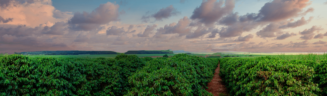 Kaffefarm Home Roast